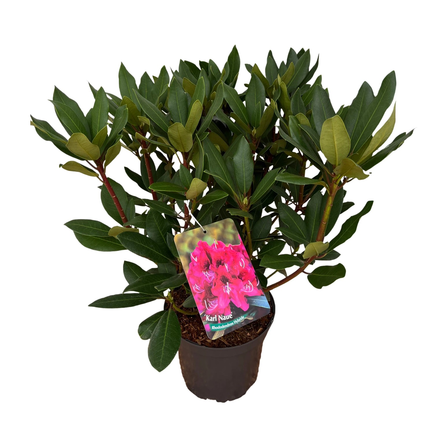 rhododendron nancy evans Nancy Evans main image 1