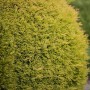 Goldgelbe Thuja 'Rheingold' Heckenpflanze, 80-100 cm hoch.