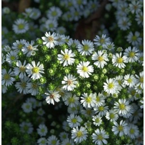 Teppich Aster Snowflurry: Bodendeckende Staude mit kleinen, weißen Blüten und gelber Mitte.