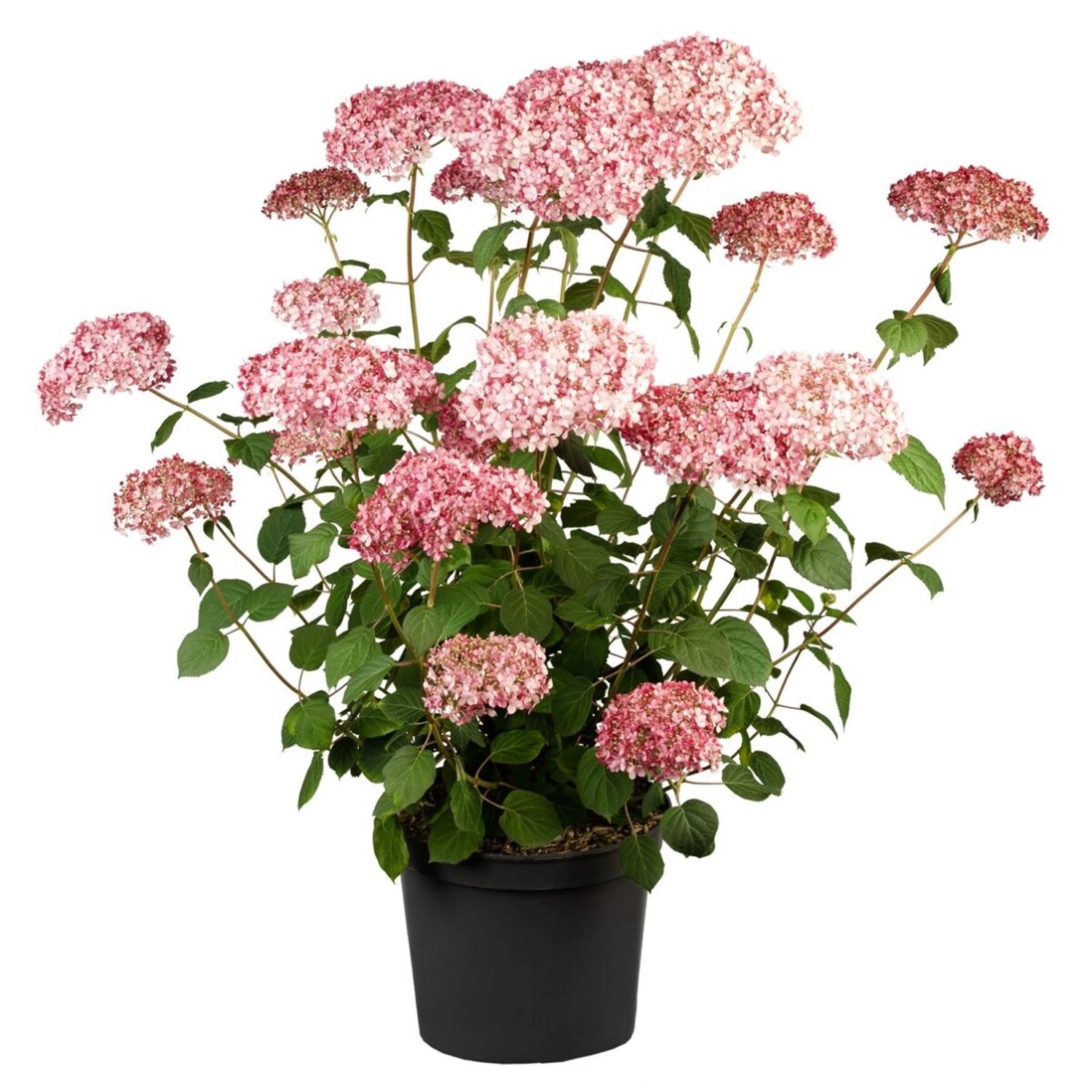 Hydrangea Arborescens Schneeballhortensie Pink Annabelle R 40-60 cm günstig online kaufen
