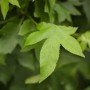 Grünes Blatt des Liquidambar Gumball Amberbaums, Nahaufnahme.