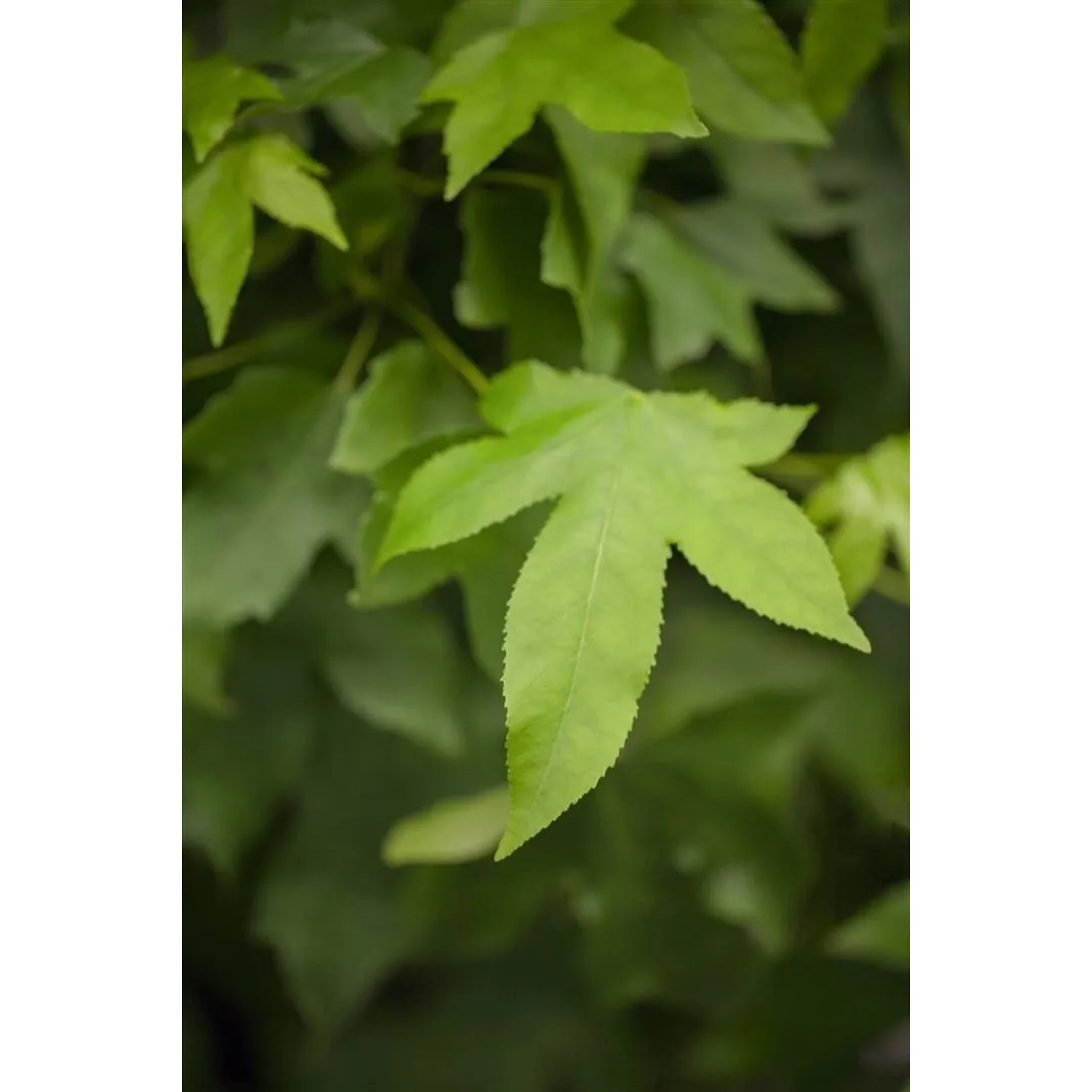 Grünes Blatt des Liquidambar Gumball Amberbaums, Nahaufnahme.