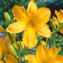 Gelbe Taglilie 'Cartwheels' (Hemerocallis) im Topf, eine attraktive Staude für sonnige Standorte.