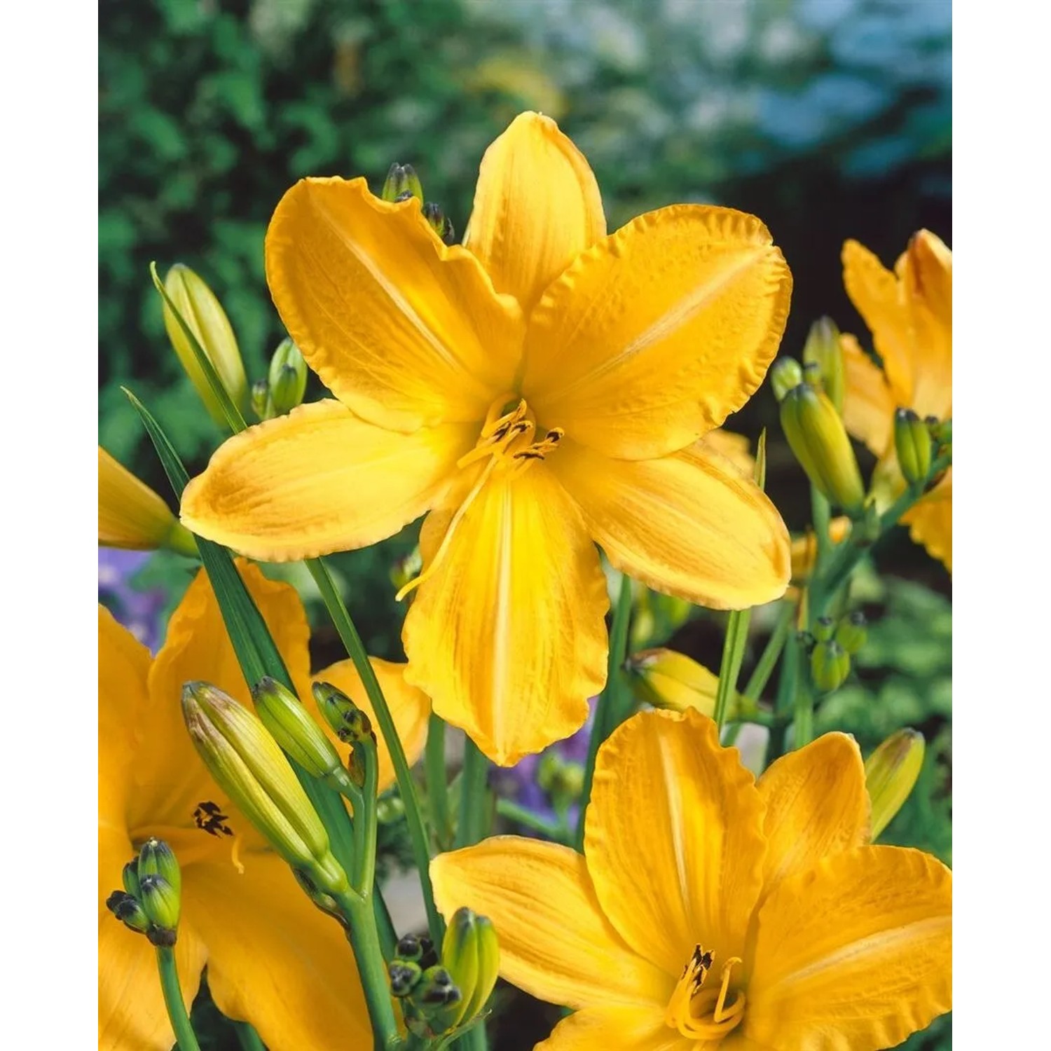 Gelbe Taglilie 'Cartwheels' (Hemerocallis) im Topf, eine attraktive Staude für sonnige Standorte.