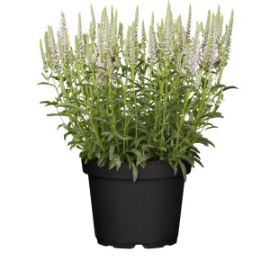 Ähriger Ehrenpreis 'Pink' im Topf, zarte rosa Blütenähren und grüne Blätter. GROW by OBI.