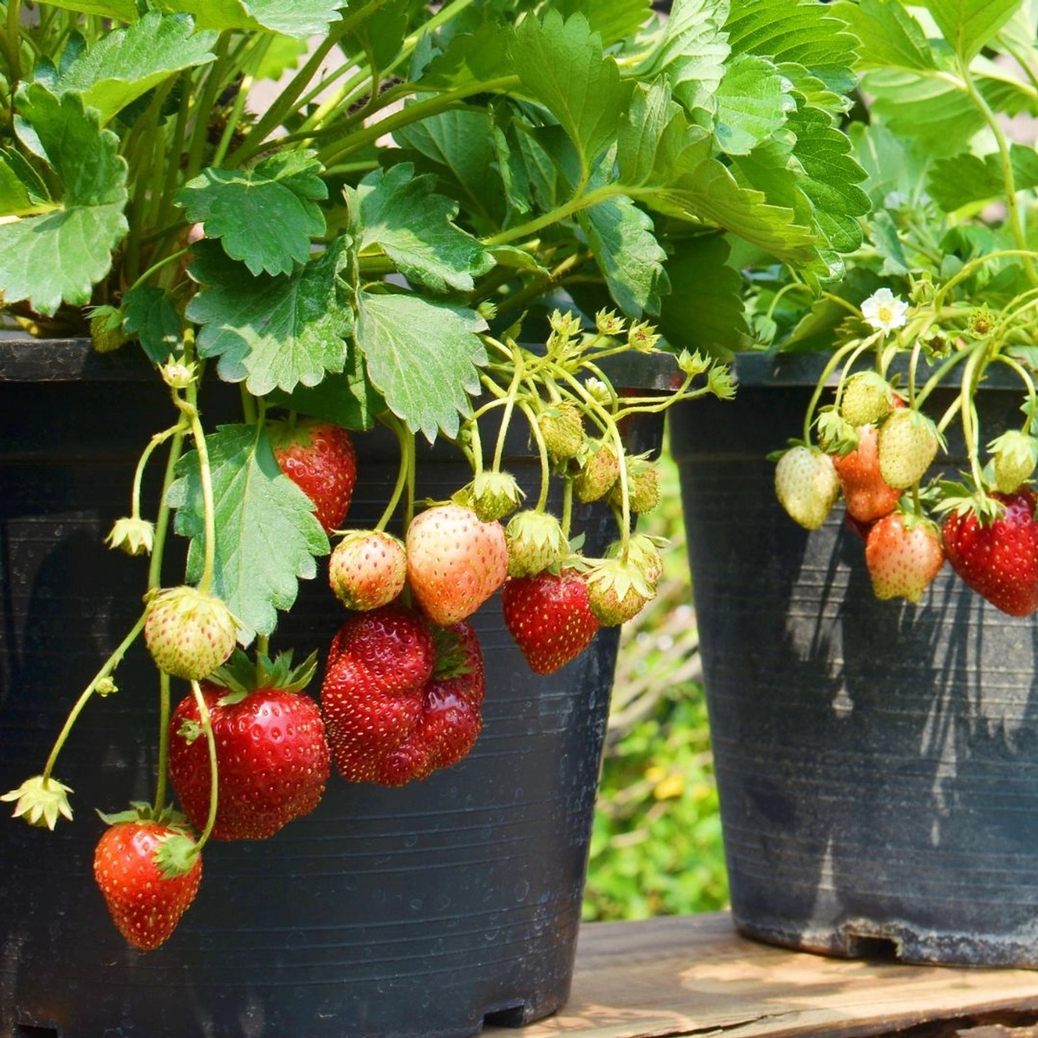 Erdbeerprofi Senga Sengana Erdbeeren 20 Frigopflanzen kaufen bei OBI