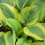 Hosta 'Twilight Funkie' im Topf: Grün-gelbe Blätter der Funkie, ideal für schattige Standorte.