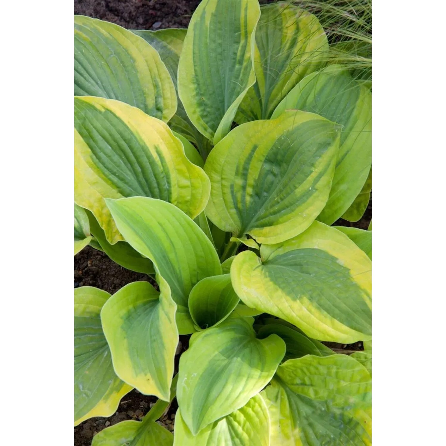 Hosta 'Twilight Funkie' im Topf: Grün-gelbe Blätter der Funkie, ideal für schattige Standorte.