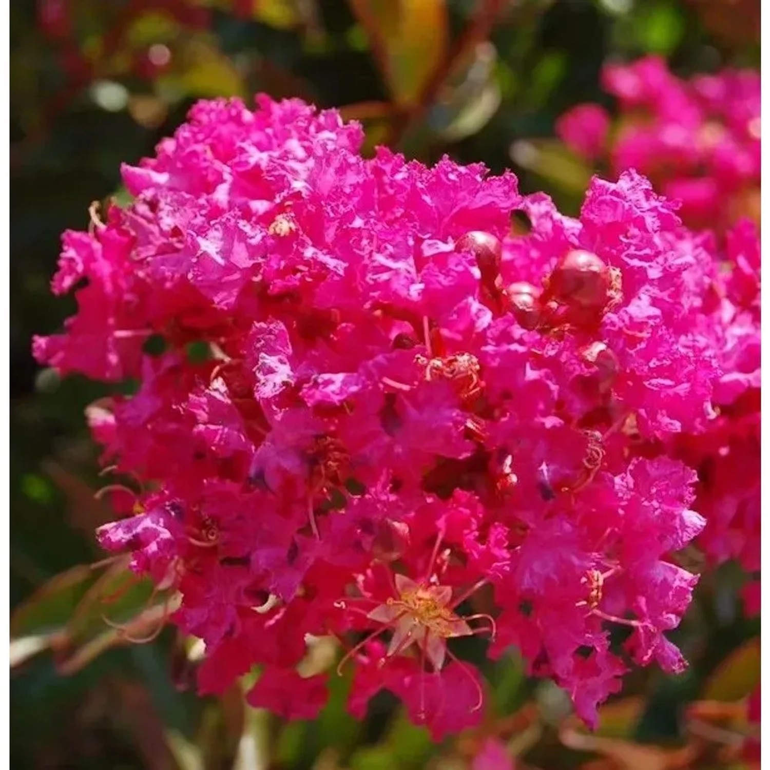 Chinesische Kräuselmyrte Berry Dazzle 40-60cm - Lagerstroemia indica
