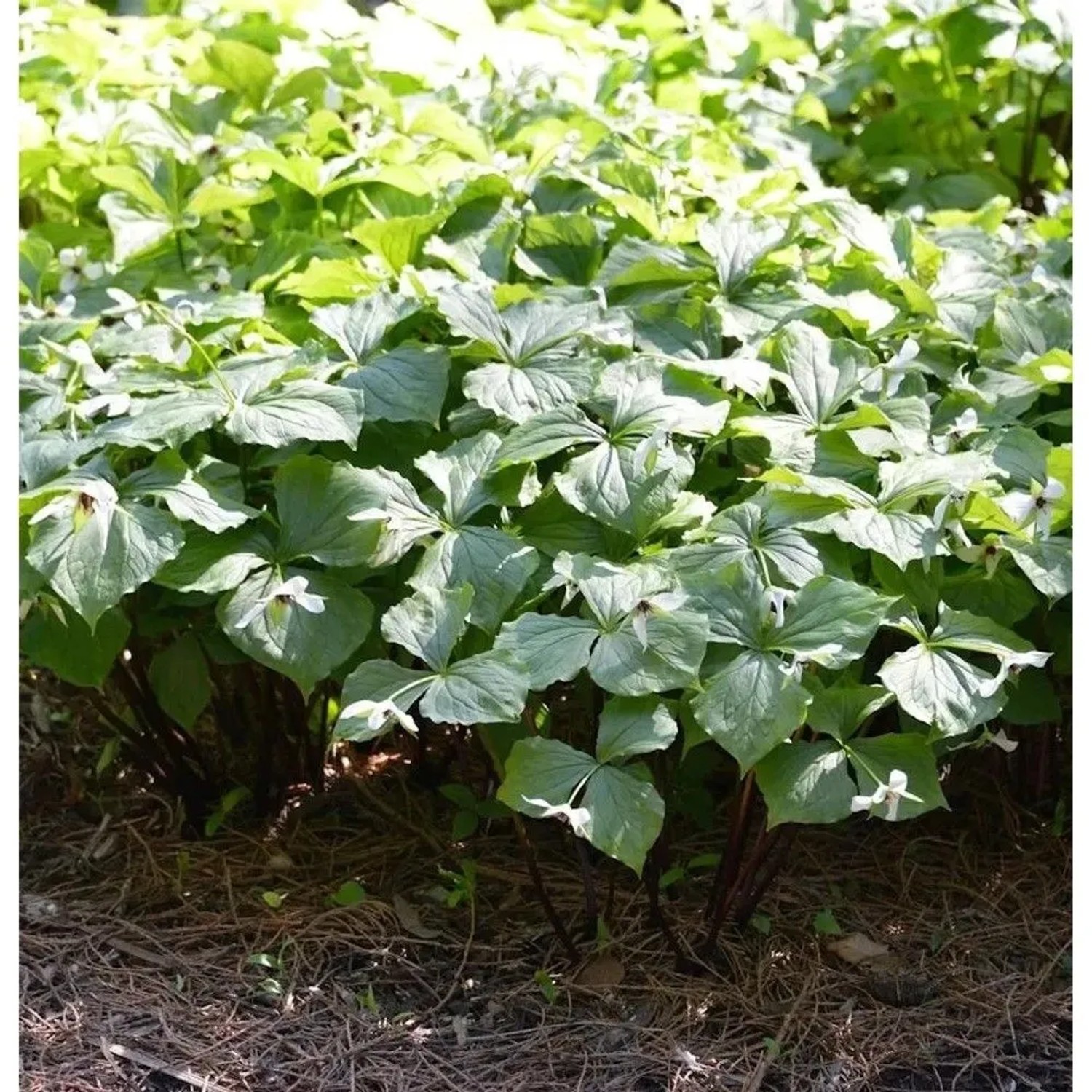 Gelbblütige Waldlilie - Trillium viride