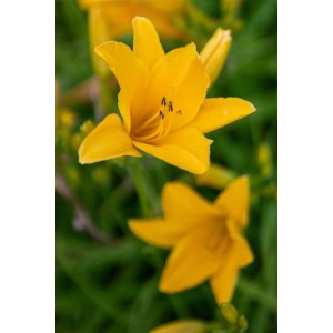 Nahaufnahme der leuchtend gelben Blüte der Taglilie 'Thumbelina'.