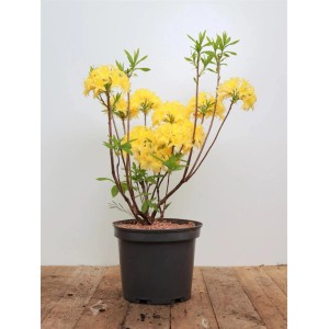 Gelber Rhododendron Luteum (30–40 cm) im Topf, blühende Strauchpflanze.