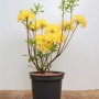 Gelber Rhododendron Luteum (30–40 cm) im Topf, blühende Strauchpflanze.