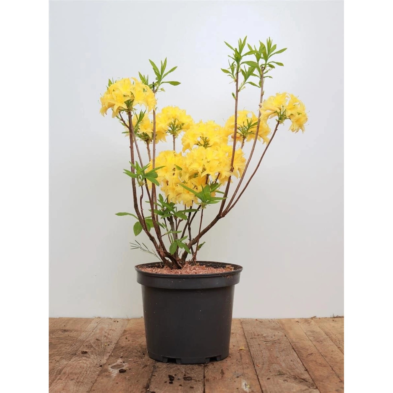 Rhododendron Luteum Gelb 30–40 cm günstig online kaufen