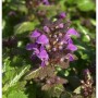 Nahaufnahme der blühenden Waldnessel 'Chequers' (Lamium maculatum) mit lila Blüten.