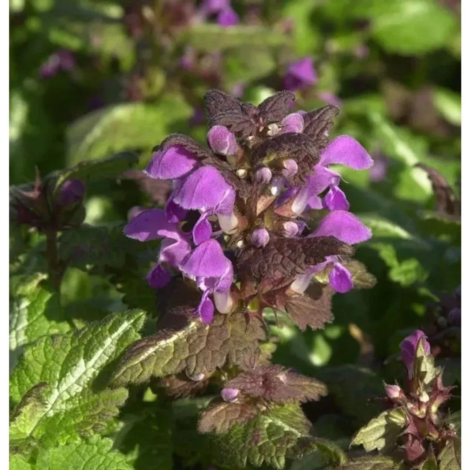 Waldnessel Chequers - Lamium maculatum