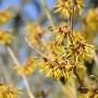 Nahaufnahme der gelben Blüten der Zaubernuss Westerstede (Hamamelis intermedia).
