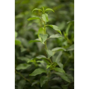 Detailaufnahme der grünen Blätter einer Prunus lusitanica 'Angustifolia' Heckenpflanze, 125-150 cm hoch.