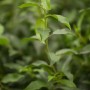 Detailaufnahme der grünen Blätter einer Prunus lusitanica 'Angustifolia' Heckenpflanze, 125-150 cm hoch.