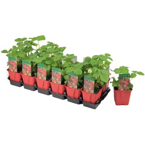 Erdbeerpflanzen 'Mieze Schindler' im roten Topf, späte Sorte mit Waldbeerenaroma.