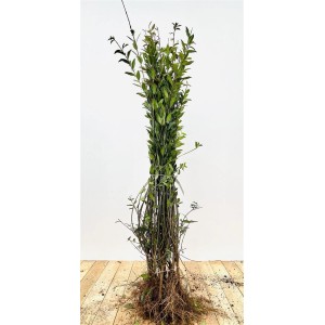 Liguster 'Atrovirens' (30-50 cm) als Heckenpflanze: Detailansicht der Pflanze mit Wurzelballen.