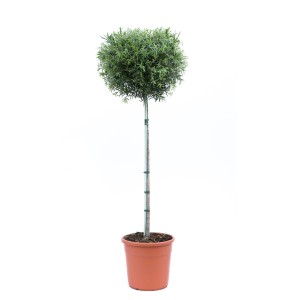 GROW by OBI Zylinderputzer Halbstamm im Topf, grüne Kübelpflanze für Terrasse und Wintergarten.