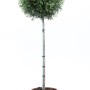 GROW by OBI Zylinderputzer Halbstamm im Topf, grüne Kübelpflanze für Terrasse und Wintergarten.