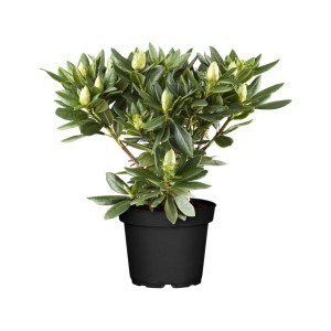 Rhododendron Roseum Elegans mit rosa Blütenknospen im Topf, 40–50 cm hoch.