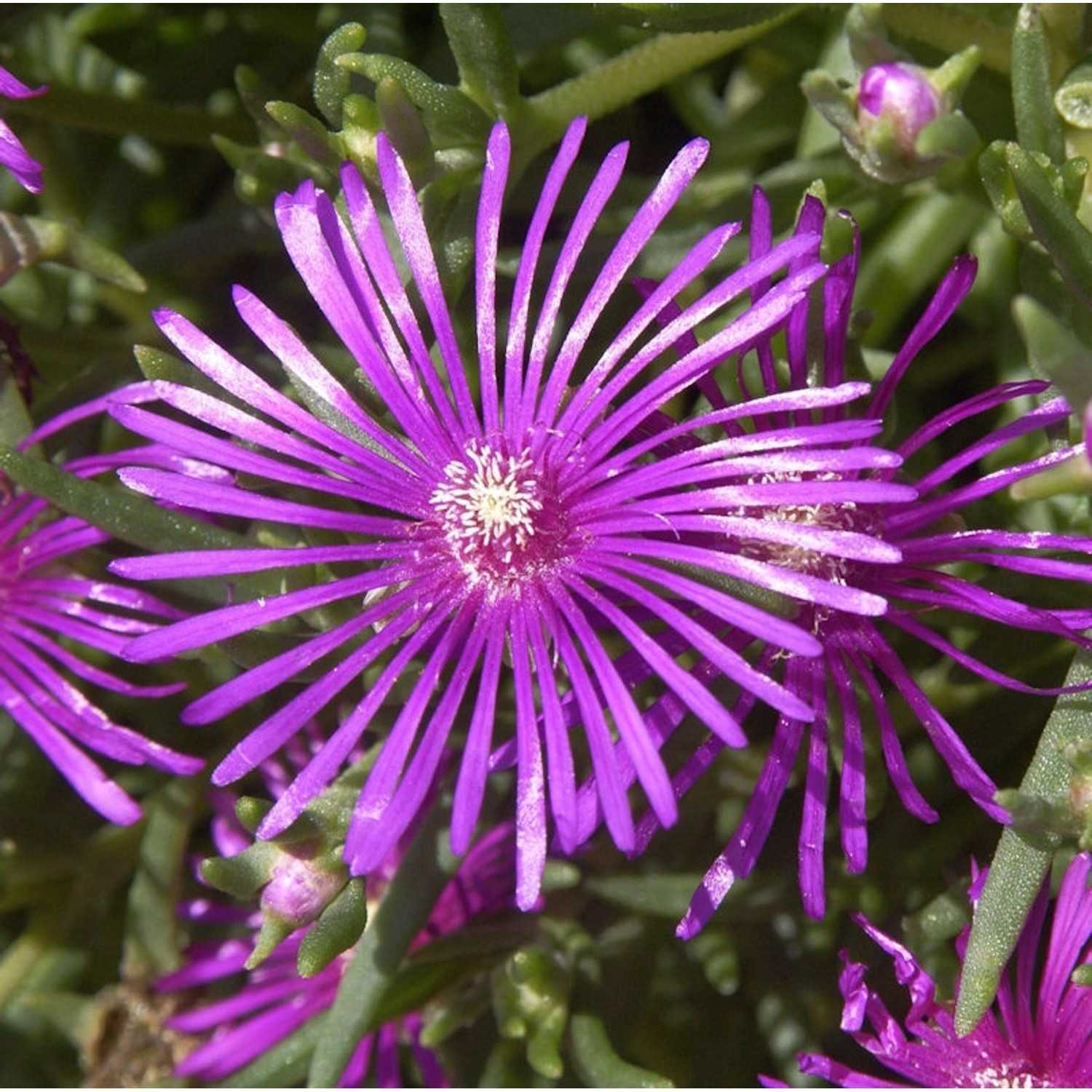 Mittagsblümchen Rosa - Delosperma cooperi günstig online kaufen