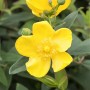 Leuchtend gelbes Johanniskraut (Hypericum) im 9x9 cm Topf, eine attraktive, blühende Zimmerpflanze.