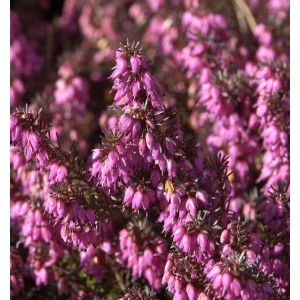 Winterheide Challenger (Erica carnea) mit pinkfarbenen Blüten, Detailaufnahme der winterharten Sträucher.