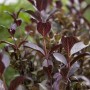 Weigela Florida im 11x11 cm Topf mit purpurfarbenen Blättern. Blühende Zimmerpflanze.