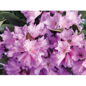 Nahaufnahme: Üppige, lilafarbene Blüten des Rhododendron Dufthecke® im Topf.