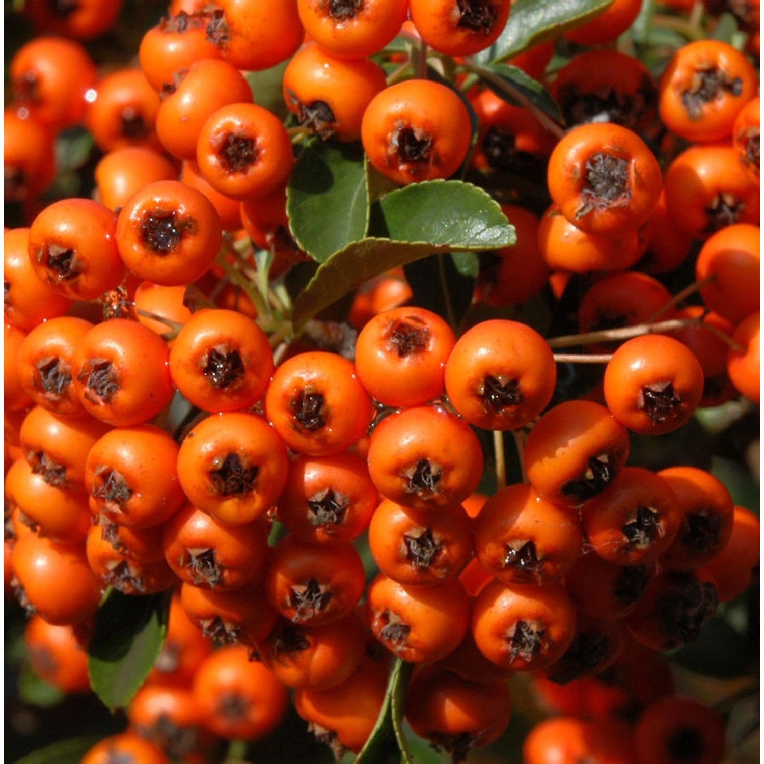 Feuerdorn Orange Charmer 40-60cm - Pyracantha günstig online kaufen