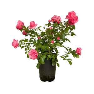 Beetrose Leonardo da Vinci im Topf mit rosa Blüten und grünen Blättern.