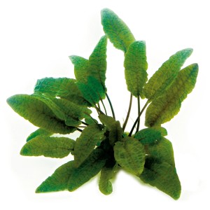 Dennerle Aquariumpflanze Cryptocoryne wendtii braun, Wasserpflanze für Aquarien.
