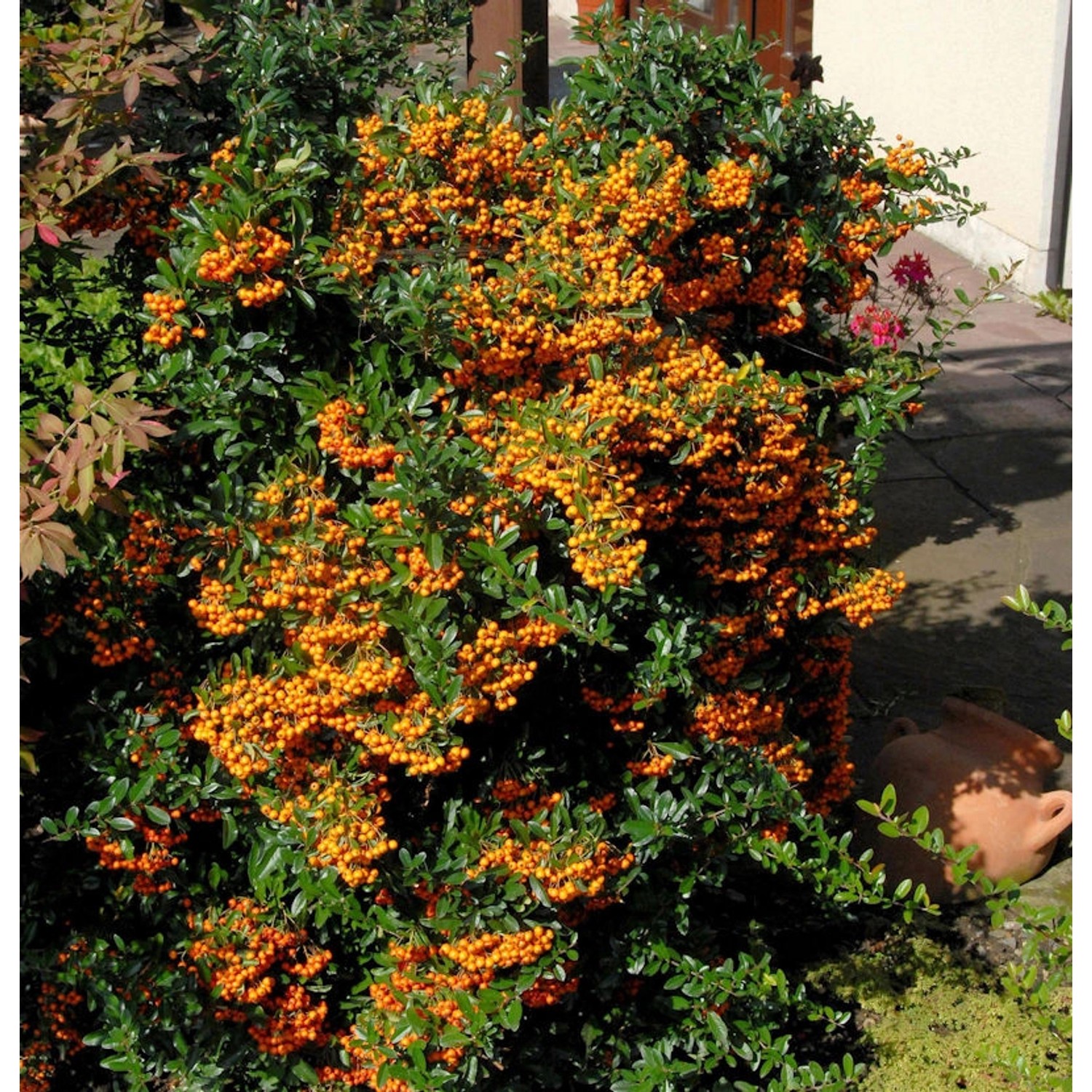 Feuerdorn Sunny Star 60-80cm - Pyracantha günstig online kaufen