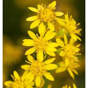 Nahaufnahme der gelben Blüten der Goldrute Laurin (Solidago virgaurea) im Garten.