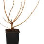 Jostabeere (Ribes) im Topf, ca. 20-30 cm hoch. Ideal für Marmelade und Säfte.