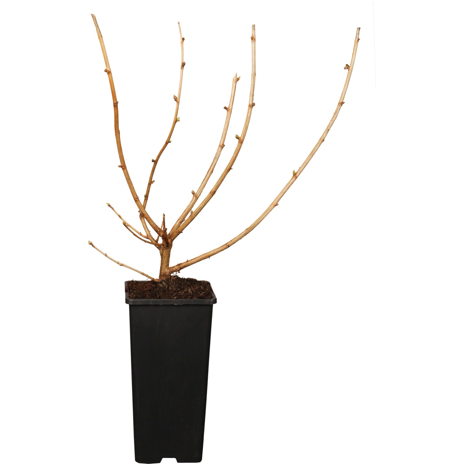 GROW by OBI Bio Jostabeere Schwarz Höhe ca. 20 - 30 cm Topf ca. 2 l Ribes