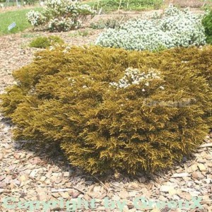 Goldgelbe Strauchveronika James Styrling (Hebe ochracea) im Garten.