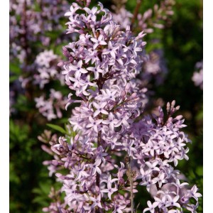 Nahaufnahme des blaulila blühenden Afghanischen Flieders (Syringa afghanica).