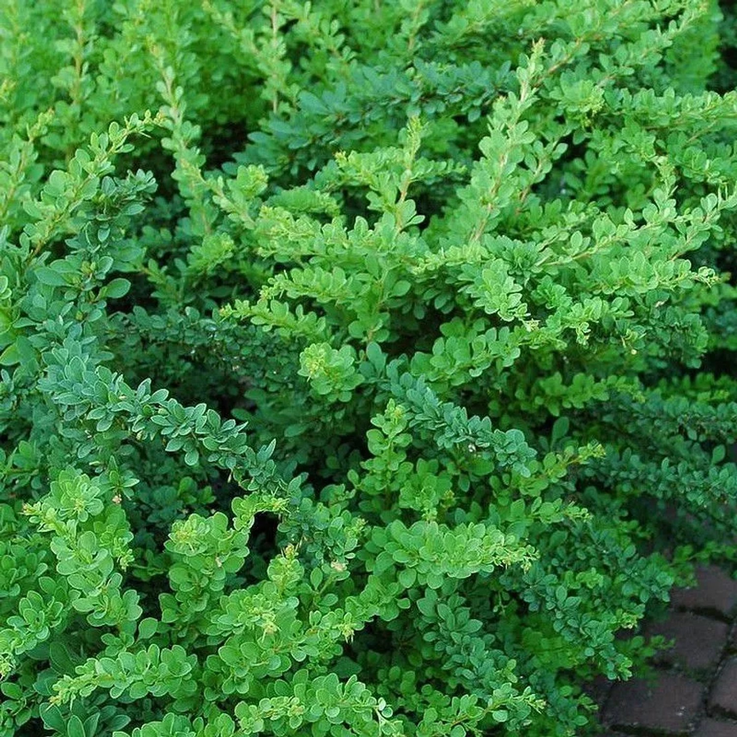 Berberitze 'Green Carpet' Berberis thunbergii 25 bis 30 cm im Container Bodendeckend