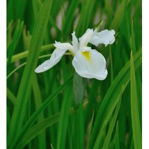 Japanische Sumpf Schwertlilie Diamant - Iris ensata
