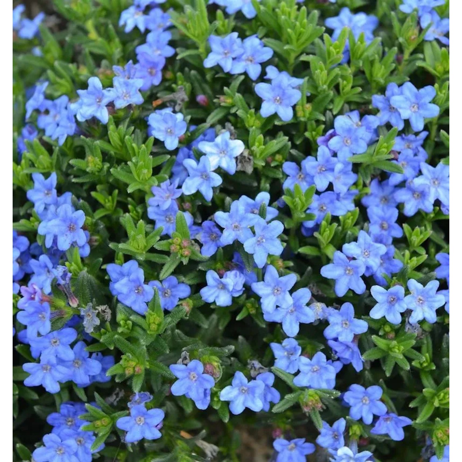 Steinsamen Heavenly Blue - Glandora diffusa