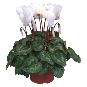 Alpenveilchen "Midi" Weiß im Topf (Ø 10,5 cm) mit grünen Blättern und zarten weißen Blüten.