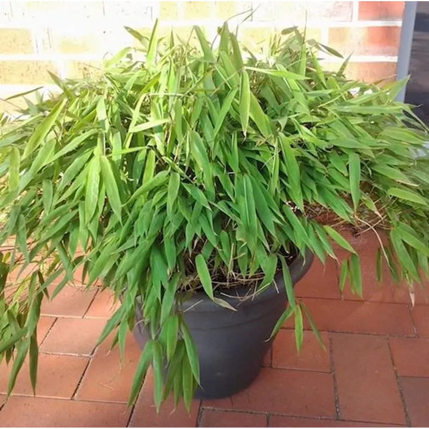 Mini Bambus Luca 60-70cm - Fargesia murielae