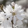 Nahaufnahme der weißen Blüten der Sternmagnolie Royal Star. Blühende Zimmerpflanze.