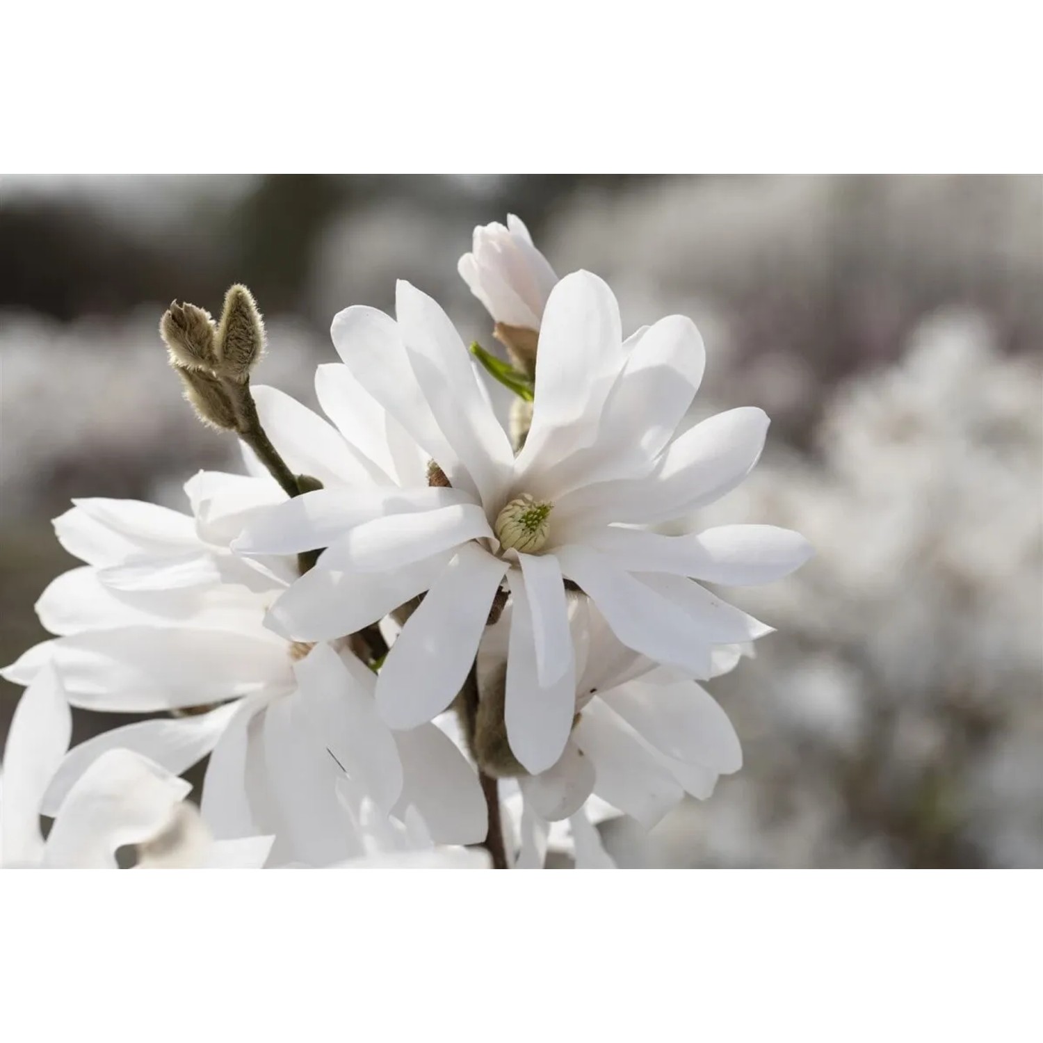 Nahaufnahme der weißen Blüten der Sternmagnolie Royal Star. Blühende Zimmerpflanze.
