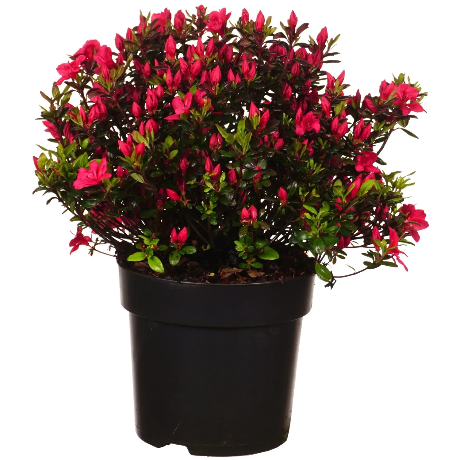 Japanische Azalee "Maruschka" Höhe ca. 30 cm Topf ca. 6 l Azalea jap.